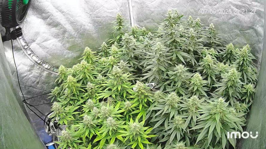Grow of Summer 25