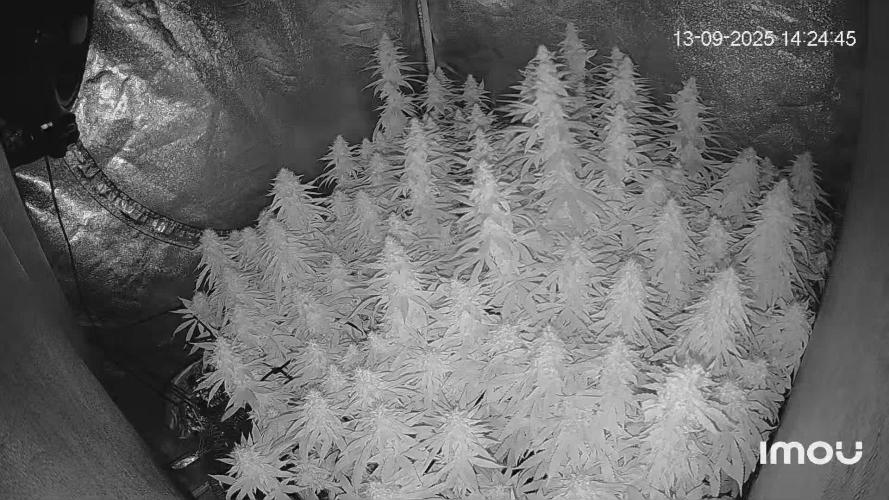 Grow of Summer 25