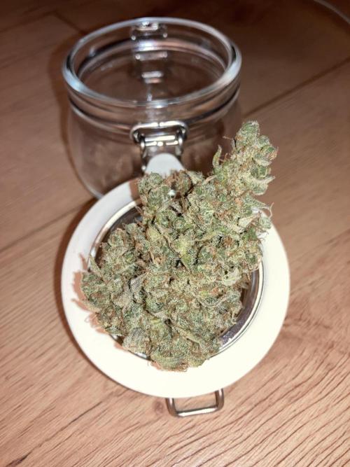 Bokito Banana Kush. Week 12