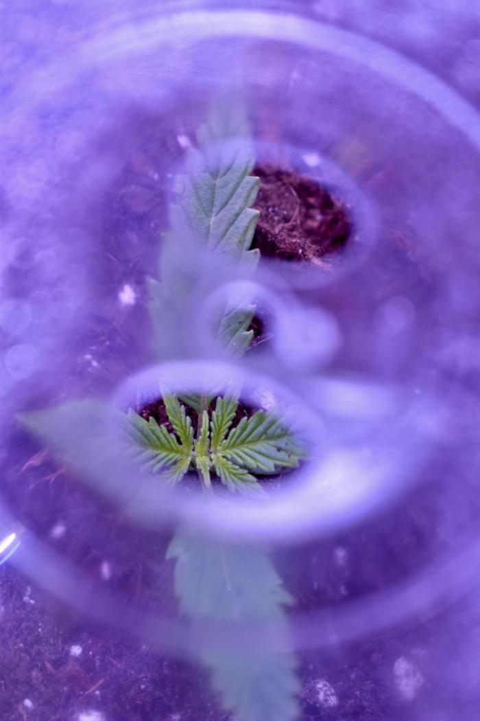 Mimosa Automatic. Week 1