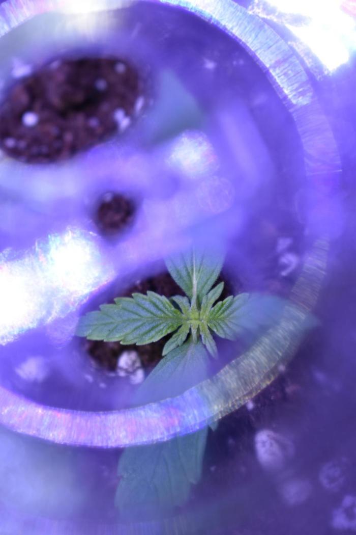 Grape Ape F1 Automatic. Week 1