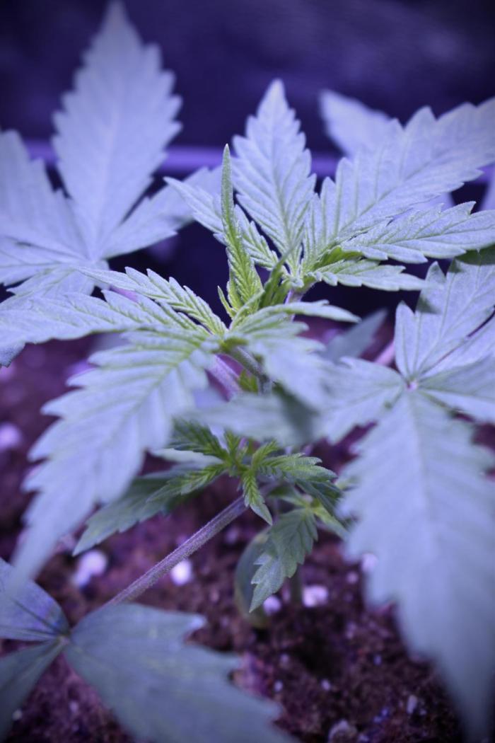 Amnesia Cookies Automatic. Week 2