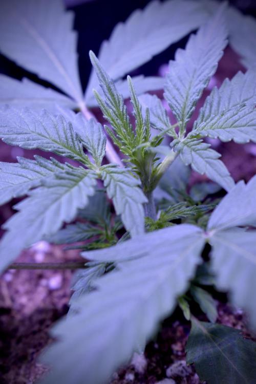 Mimosa Automatic. Week 2