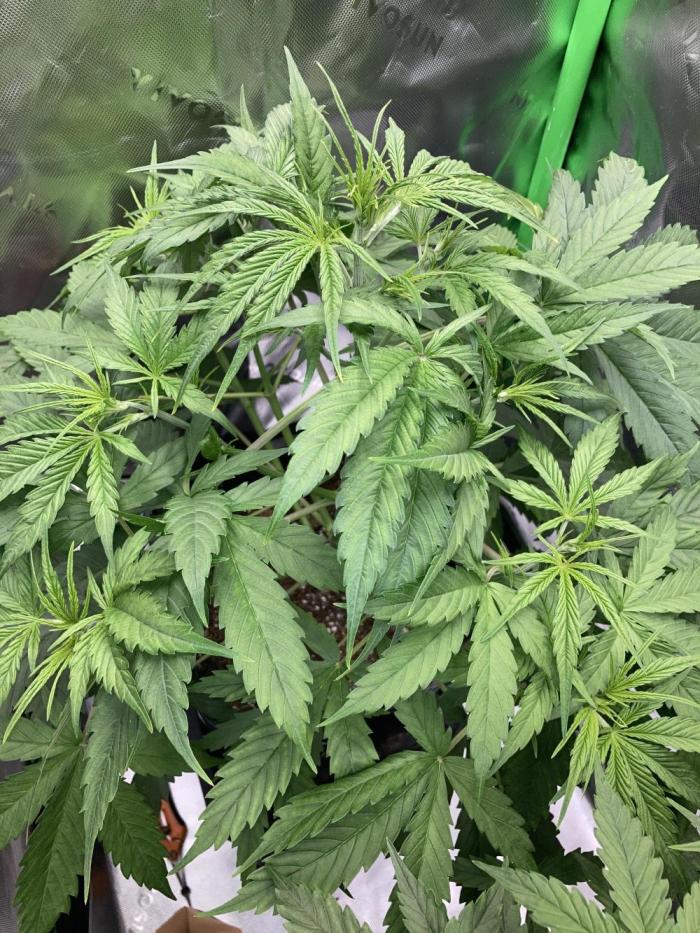 Amnesia Cookies Automatic. Week 4