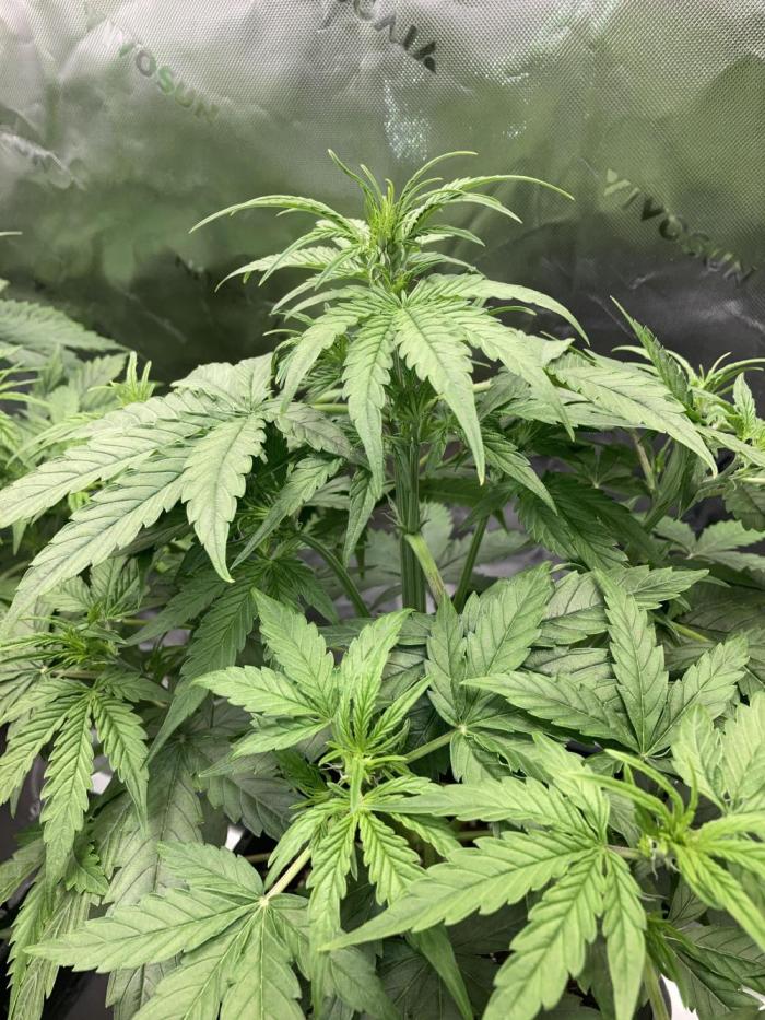 Grape Ape F1 Automatic. Week 4
