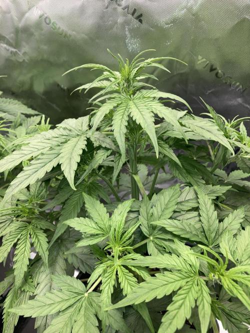 Grape Ape F1 Automatic . Week 4