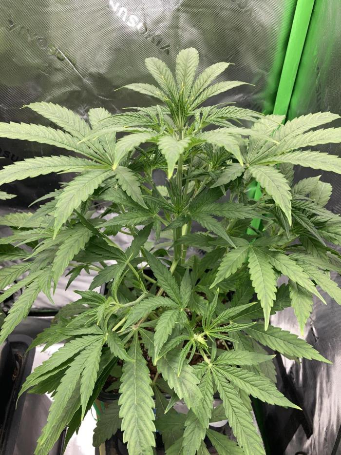 Mimosa Automatic. Week 4
