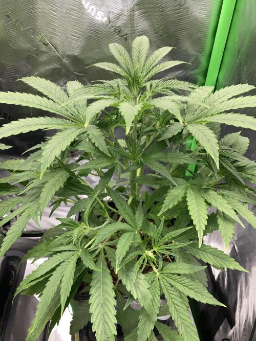 Mimosa Automatic. Week 4