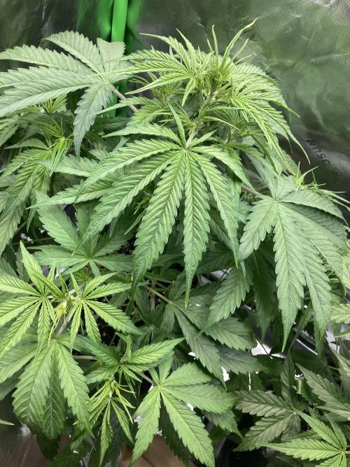 Amnesia Cookies Automatic. Week 5