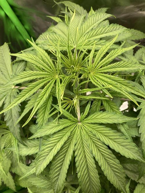 Amnesia Cookies Automatic. Week 5