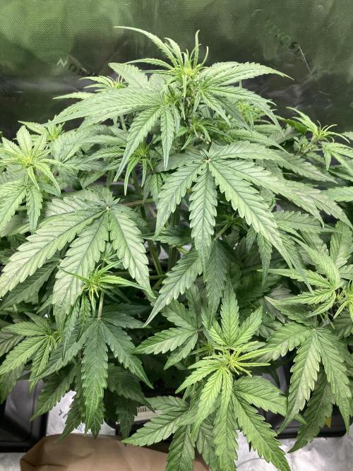 Grape Ape F1 Automatic. Week 5
