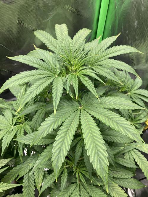 Mimosa Automatic. Week 5
