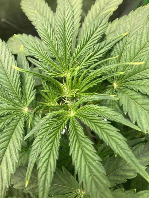 Mimosa Automatic. Week 5