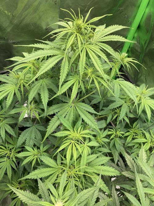 Amnesia Cookies Automatic. Week 6