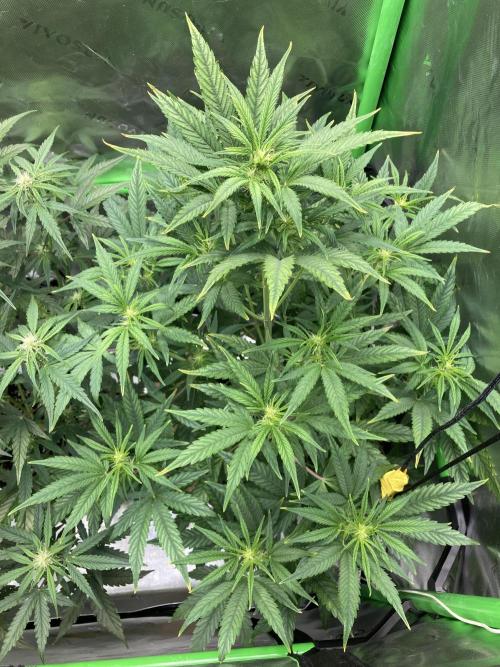 Mimosa Automatic. Week 6