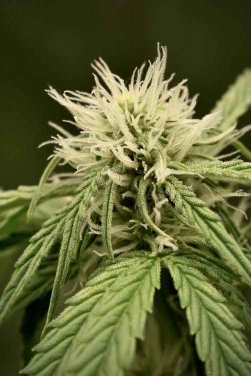 Grape Ape F1 Automatic. Week 6