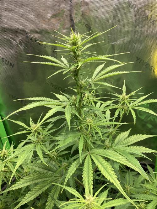 Amnesia Cookies Automatic. Week 7