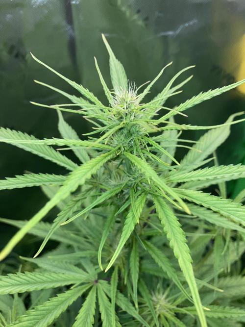 Amnesia Cookies Automatic. Week 7