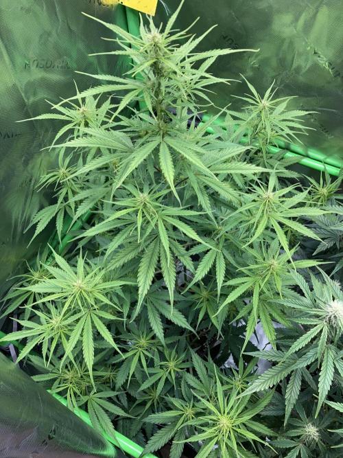 Amnesia Cookies Automatic. Week 7