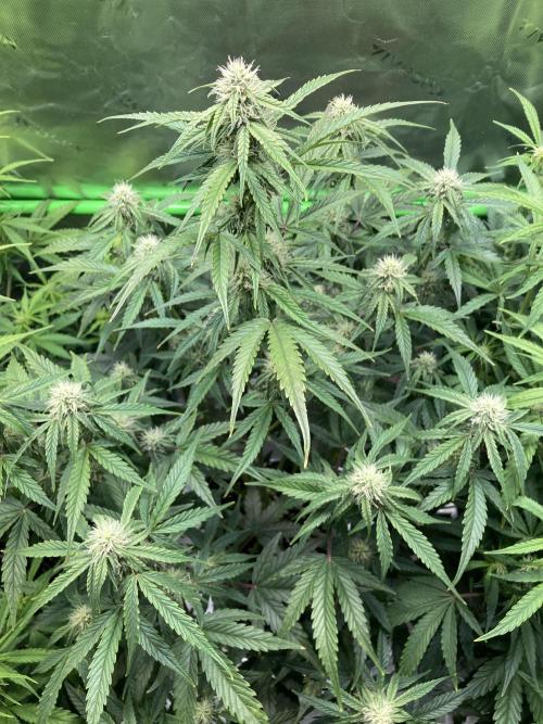 Grape Ape F1 Automatic. Week 7