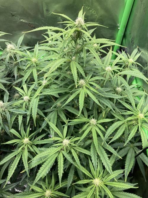 Mimosa Automatic. Week 7