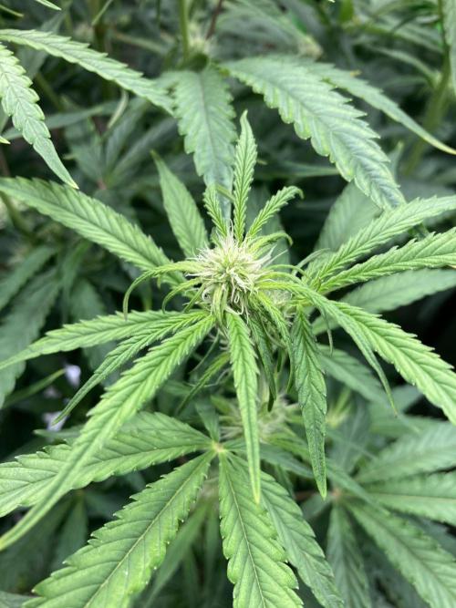 Mimosa Automatic. Week 7
