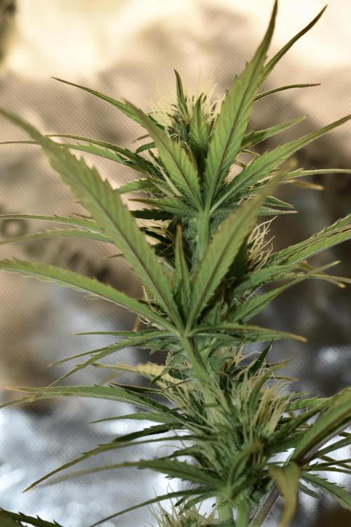 Amnesia Cookies Automatic. Week 8