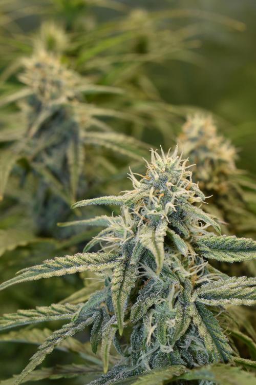 Grape Ape F1 Automatic. Week 8