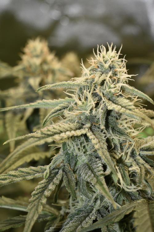 Grape Ape F1 Automatic. Week 8
