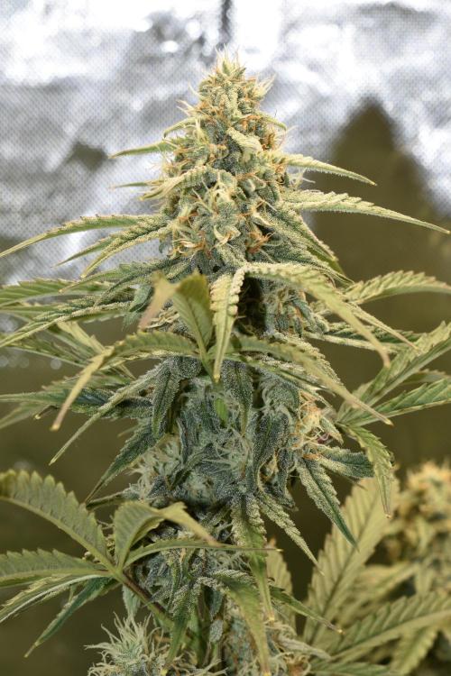 Grape Ape F1 Automatic. Week 8