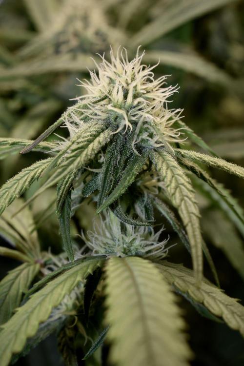 Mimosa Automatic. Week 8