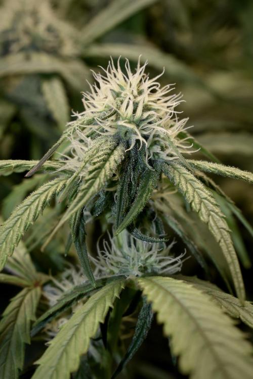 Mimosa Automatic. Week 8