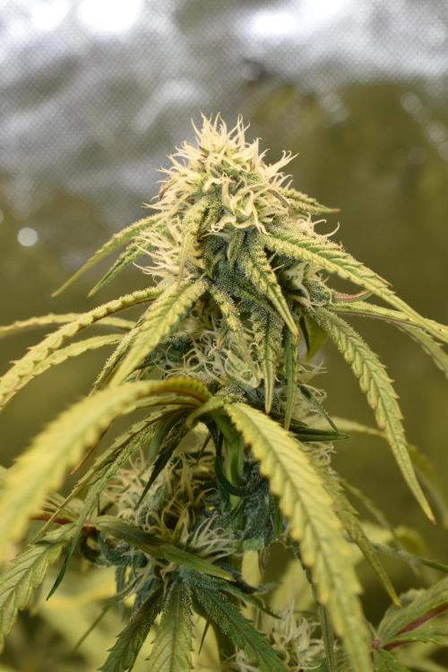Mimosa Automatic. Week 8