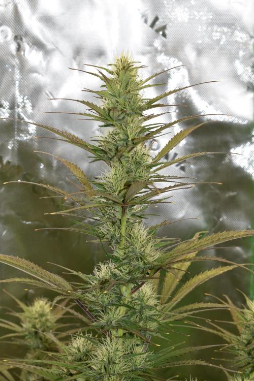 Amnesia Cookies Automatic. Week 9