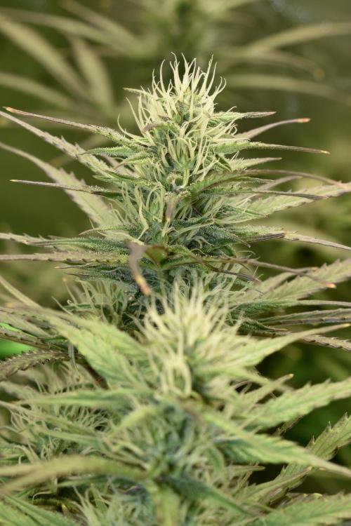 Amnesia Cookies Automatic. Week 9