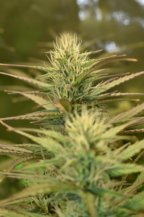 Amnesia Cookies Automatic. Week 9