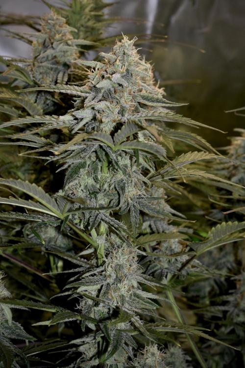 Grape Ape F1 Automatic. Week 9