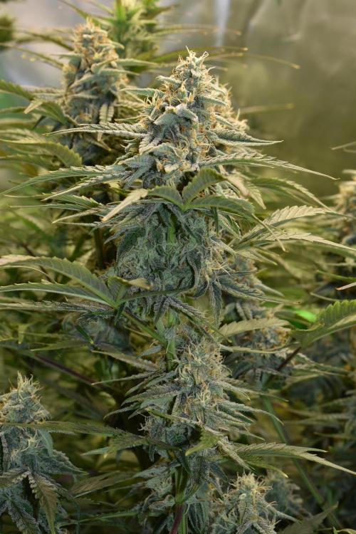 Grape Ape F1 Automatic. Week 9