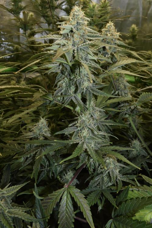 Grape Ape F1 Automatic. Week 9