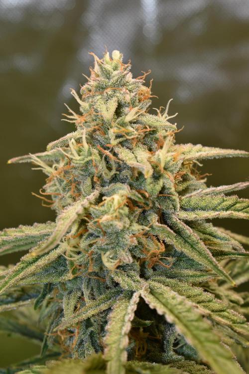 Grape Ape F1 Automatic. Week 9