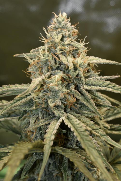 Grape Ape F1 Automatic. Week 9