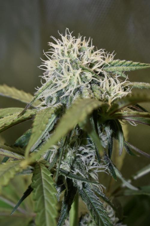Mimosa Automatic. Week 9
