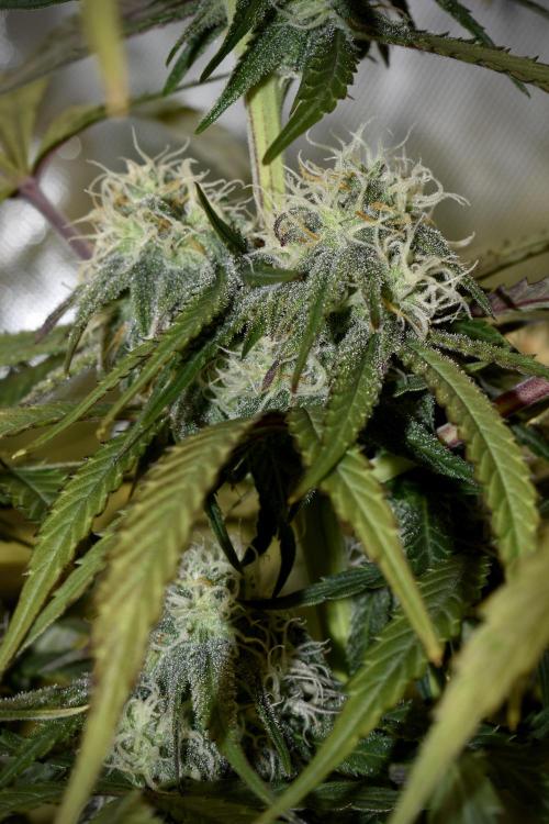 Mimosa Automatic. Week 9