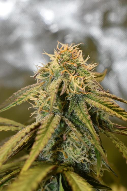 Mimosa Automatic. Week 9