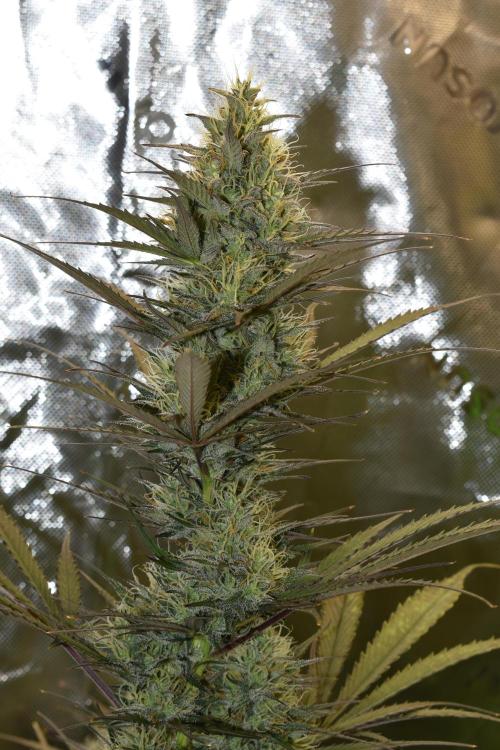 Amnesia Cookies Automatic. Week 10