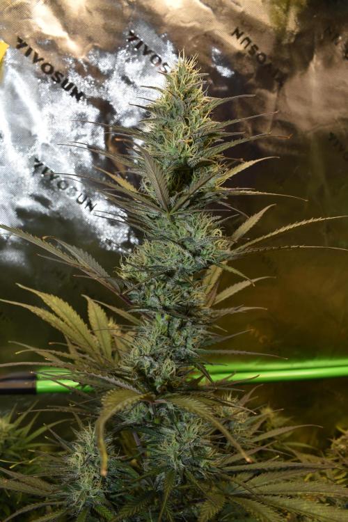 Amnesia Cookies Automatic. Week 10