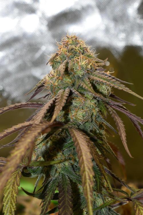Mimosa Automatic. Week 10