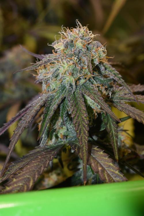 Mimosa Automatic. Week 10