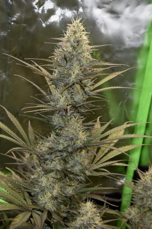 Amnesia Cookies Automatic. Week 11