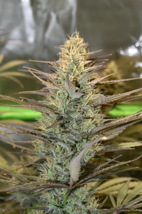 Amnesia Cookies Automatic. Week 11
